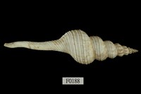 藏品(旋螺)的圖片